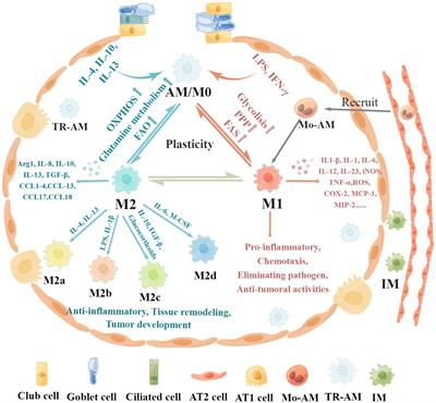 The role of immunometabolism in macrophage polarization and its impact on acute lung injury/acute respiratory distress syndrome